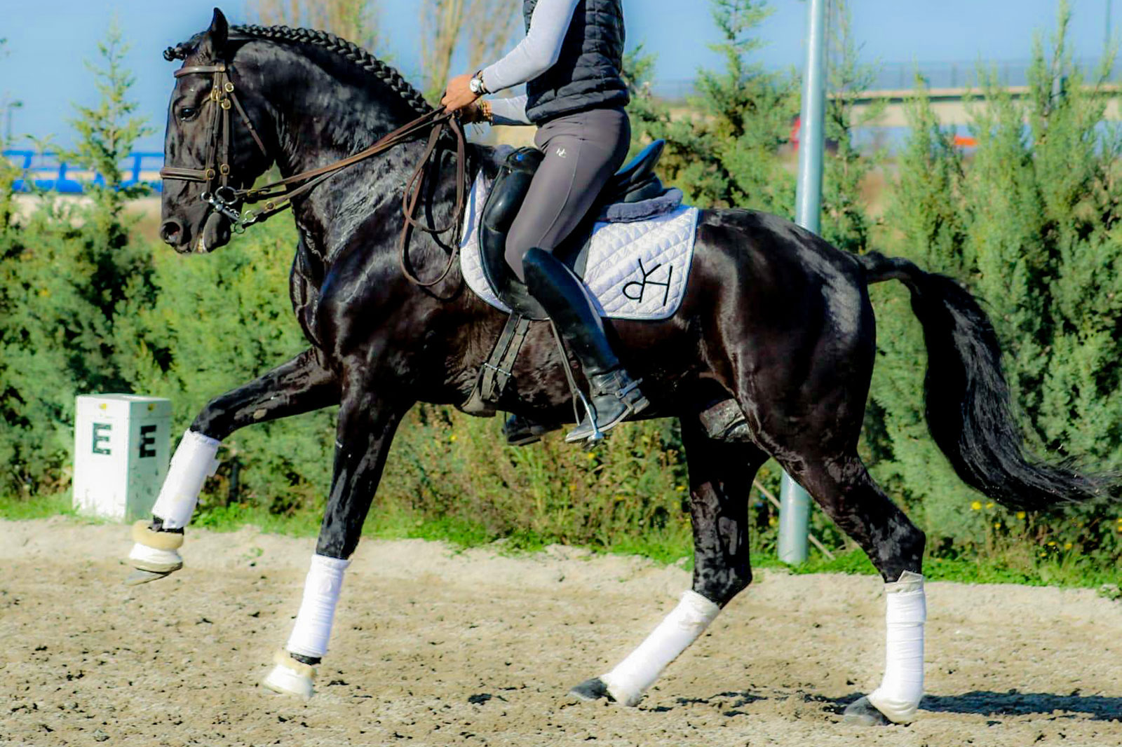 How a Dream Horse in Spain Became a U.S. Rider’s Perfect Match