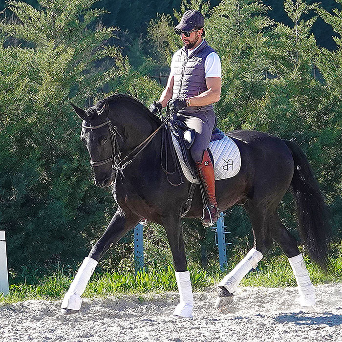 Lusitano dressage horse with new owner