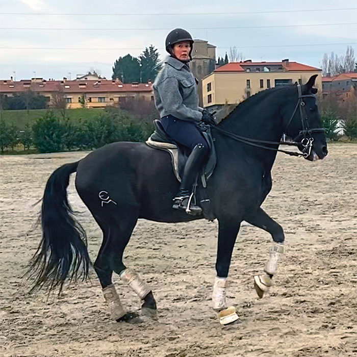 Lusitano dressage horse with new owner